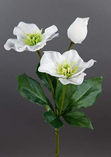 Christrose 34cm weiß DP Kunstblumen Seidenblumen künstliche Blumen Christrosenzweig Helleborus von Seidenblumen Roß