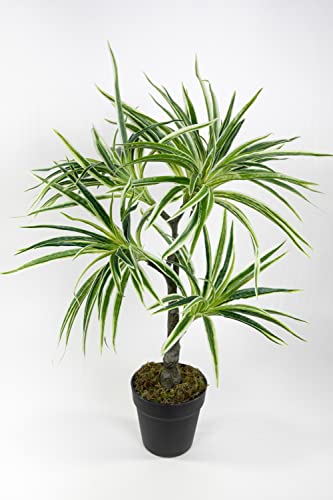 Seidenblumen Roß Dracena/Drachenbaum Real Touch 70cm grün-weiß ZJ künstliche Palme Palmen Kunstpalmen Kunstpflanzen von Seidenblumen Roß