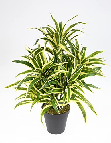 Seidenblumen Roß Dracena 42cm grün-gelb im Topf DA Drachenbaum Kunstpalmen Dekoapalme Kunstpflanzen künstliche Pflanzen Palmen von Seidenblumen Roß