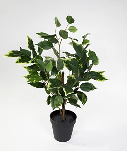 Seidenblumen Roß Ficus Benjamini 48cm im Topf LA Kunstpflanze künstliche Pflanzen Birkenfeige von Seidenblumen Roß