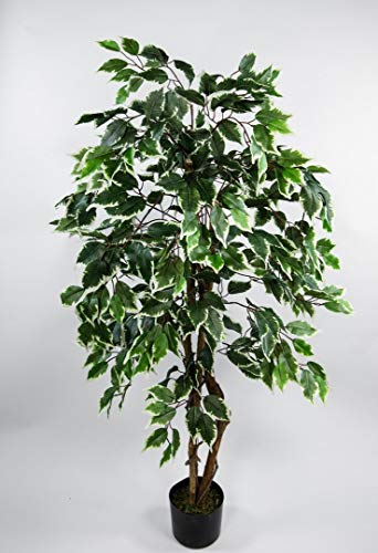 Ficus Excotica 120cm grün-Creme DA Kunstbaum Dekobaum Kunstpflanzen künstlicher Baum Birkenfeige von Seidenblumen Roß