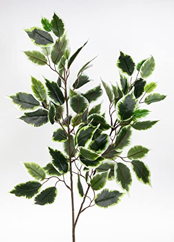 Seidenblumen Roß Ficuszweig 60cm grün-weiß mit 78 Blättern LA künstlicher Zweig Fikus Birkenfeige von Seidenblumen Roß