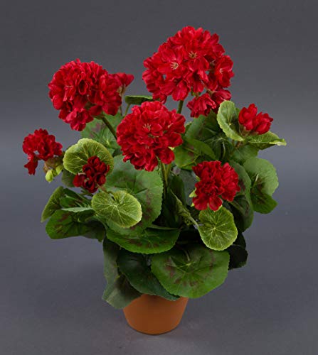 Seidenblumen Roß Geranie 36cm -ohne Topf- LM Kunstpflanzen Kunstblumen künstliche Blumen Pflanzen Pelargonium … (rot) von Seidenblumen Roß