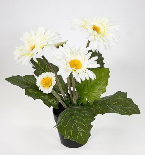 Gerbera 32cm im Topf JA künstliche Pflanzen Gerberapflanze Seidenblumen Kunstblumen Kunstpflanzen (Weiß) von Seidenblumen Roß