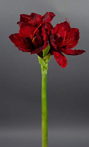 Große Amaryllis 65cm dunkelrot GA Seidenblumen Kunstblumen künstliche Blumen von Seidenblumen Roß