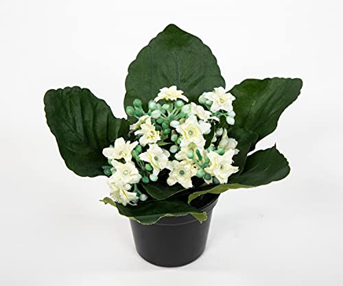 Seidenblumen Roß Kalanchoe 12cm weiß im Topf JA Kunstblumen künstliche Blumen Pflanzen Kunstpflanzen von Seidenblumen Roß