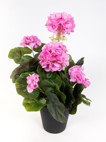 Künstliche Geranie im Topf 35cm LM Kunstblumen künstliche Pelargonium Blumen Pflanzen (Rosa) von Seidenblumen Roß