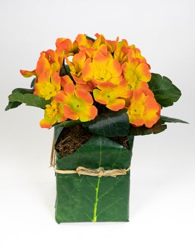 Künstliche Primel im Blatttopf 28cm PM künstliche Pflanzen Primelbusch Seidenblumen Kunstblumen Kunstpflanzen (Orange) von Seidenblumen Roß