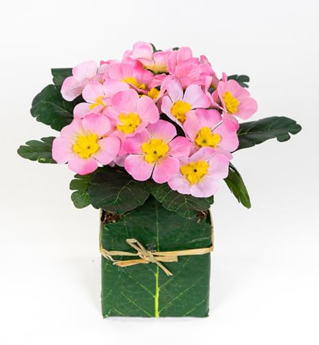 Künstliche Primel im Blatttopf 28cm PM künstliche Pflanzen Primelbusch Seidenblumen Kunstblumen Kunstpflanzen (Rosa) von Seidenblumen Roß