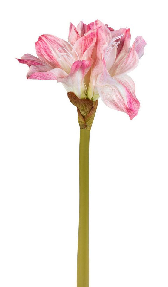 Kunstblume Amaryllis 58cm rosa-creme GA Dekoblumen künstliche Blumen Ritterstern, Seidenblumen Roß, Höhe 58 cm Kunstblume Amaryllis 58cm rosa-creme GA Dekoblumen künstliche Blumen Ritterstern, Seidenblumen Roß, Höhe 58 cm von Seidenblumen Roß
