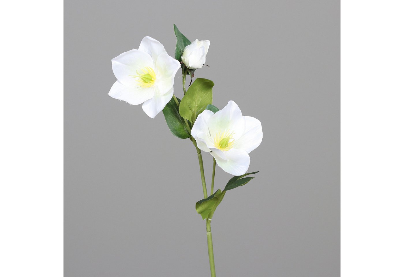 Kunstblume Christrosenzweig 35cm DP künstliche Christrose Schneerose Blumen Helleborus, Seidenblumen Roß, Höhe 35 cm, Farbe: Weiß Kunstblume Christrosenzweig 35cm DP künstliche Christrose Schneerose Blumen Helleborus, Seidenblumen Roß, Höhe 35 cm, Farbe: Weiß von Seidenblumen Roß