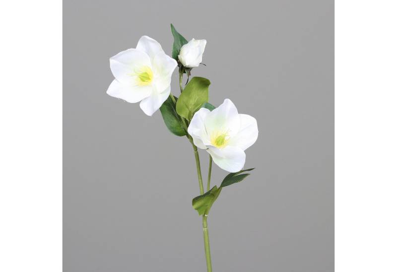 Kunstblume Christrosenzweig 35cm DP künstliche Christrose Schneerose Blumen Helleborus, Seidenblumen Roß, Höhe 35 cm, Farbe: Weiß Kunstblume Christrosenzweig 35cm DP künstliche Christrose Schneerose Blumen Helleborus, Seidenblumen Roß, Höhe 35 cm, Farbe: Weiß von Seidenblumen Roß