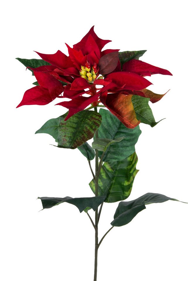 Kunstblume Weihnachtsstern Natura 72cm samt-rot PM Dekoblume künstliche Blumen Poinsettie, Seidenblumen Roß, Höhe 72 cm, Größe: 72x20cm Kunstblume Weihnachtsstern Natura 72cm samt-rot PM Dekoblume künstliche Blumen Poinsettie, Seidenblumen Roß, Höhe 72 cm, Größe: 72x20cm von Seidenblumen Roß