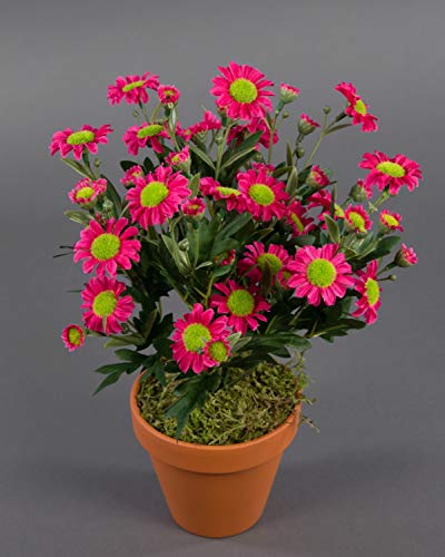 Seidenblumen Roß Margeritenbusch 32cm rosa-pink im Topf ZF Kunstpflanzen künstliche Margerite Pflanze Blumen Kunstblu von Seidenblumen Roß