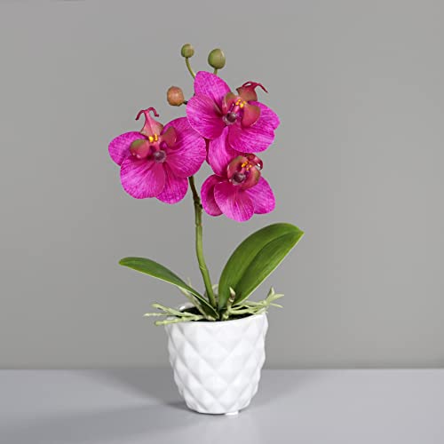 Mini Orchidee Real Touch 24cm im weißen Keramiktopf DP künstliche Blumen Orchideen Kunstpflanze (Fuchsia) von Seidenblumen Roß