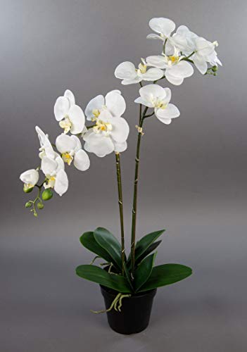 Orchidee 75x40cm Real Touch weiß CG künstliche Orchideen Blumen Kunstpflanzen Kunstblumen von Seidenblumen Roß