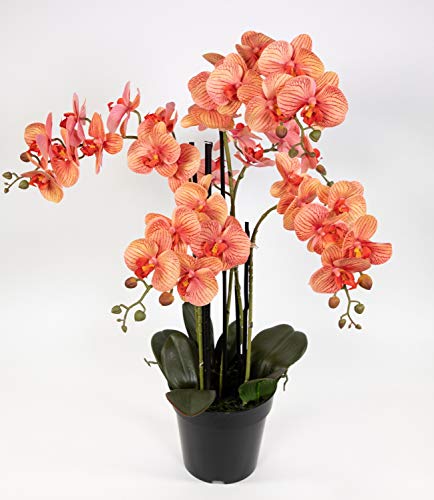 Orchidee 80x50cm Real Touch orange-Peach CG künstliche Orchideen Blumen Pflanzen Kunstpflanzen Kunstblumen von Seidenblumen Roß