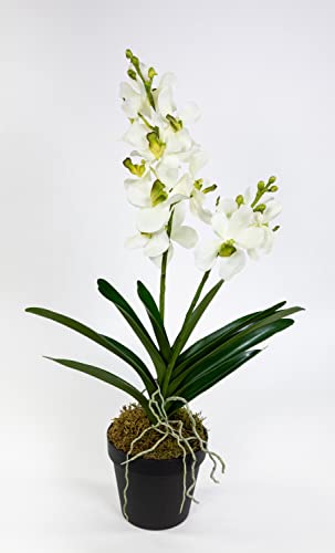 Orchidee Cymbidium Real Touch 58cm weiß DP künstliche Kahnorchidee Blumen Kunstpflanzen Kunstblumen von Seidenblumen Roß