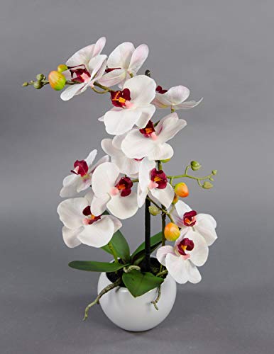 Seidenblumen Roß Orchidee Real Touch 50x20cm weiß-Bordeaux in weißer Keramikvase GA Kunstblumen Kunstpflanzen künstliche Phalaenopsis Blumen Pflanzen von Seidenblumen Roß