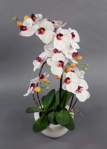Seidenblumen Roß Orchidee Real Touch 58x28cm weiß-Bordeaux in weißer Keramikschale GA Kunstblumen Kunstpflanzen künstliche Phalaenopsis Blumen Pflanzen von Seidenblumen Roß