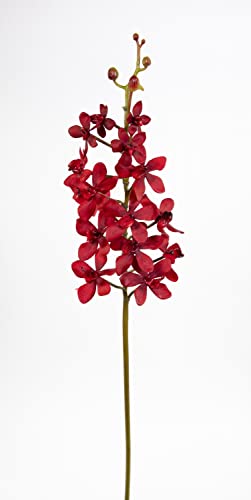 Seidenblumen Roß Orchideenzweig Vanda 70cm Bordeaux CG Kunstblumen künstliche Orchidee Vanda Blumen Pflanzen von Seidenblumen Roß