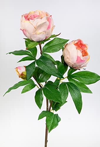 Pfingstrose Nature 68cm apricot-Peach GA Kunstblumen Seidenblumen künstliche Blumen Päonie von Seidenblumen Roß