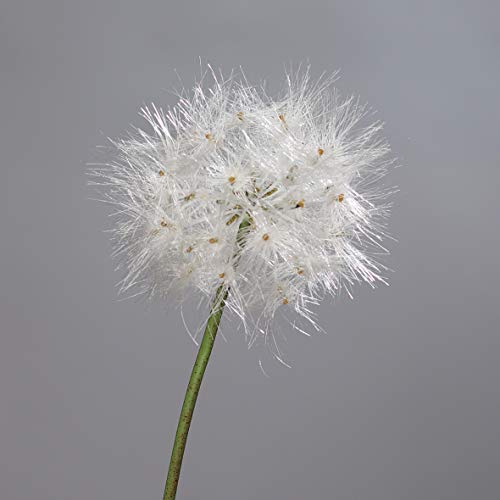 Pusteblume 80cm DP Kunstblumen künstliche Blumen künstliches Pusteblumengras von Seidenblumen Roß