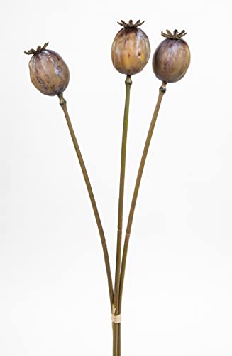 Seidenblumen Roß 3 Stück Mohnkapselzweig 50cm CG Kunstzweig künstliche Mohnkapsel künstliche AST Kunstpflanze von Seidenblumen Roß