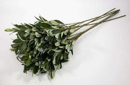 Seidenblumen Roß 6 Stück - Olivenzweig Korsika 75cm ZF Kunstpflanzen künstlicher Zweig Oliven Seidenblumen Roß 6 Stück - Olivenzweig Korsika 75cm ZF Kunstpflanzen künstlicher Zweig Oliven von Seidenblumen Roß