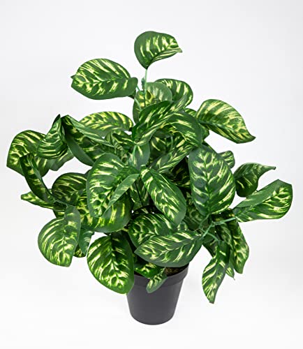 Seidenblumen Roß Calatheapflanze 38cm grün-gelb im Topf ZJ Kunstpflanzen künstliche Calathea Pflanzen Peacock von Seidenblumen Roß