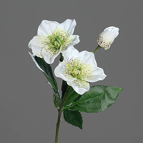 Seidenblumen Roß Christrose 34cm Creme-weiß DP Kunstblumen künstliche Blumen Christrosenzweig Helleborus von Seidenblumen Roß