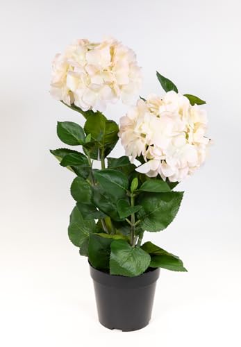 Seidenblumen Roß Garten-Hortensie 56cm im Topf GA kuenstliche Blumen Pflanzen Kunstblumen Kunstpflanzen (Rosacreme) von Seidenblumen Roß