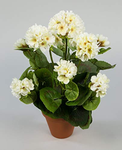 Seidenblumen Roß Geranie 36cm -ohne Topf- LM Kunstpflanzen Kunstblumen künstliche Blumen Pflanzen Pelargonium … (weiß-Creme) von Seidenblumen Roß