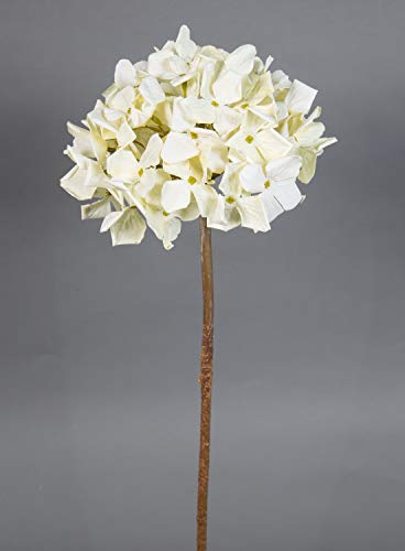 Seidenblumen Roß Hortensie Nature 62cm Champagner-Creme CG Kunstlbumen künstliche Blumen Hortensien von Seidenblumen Roß