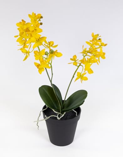 Seidenblumen Roß Künstliche Orchidee 38cm im Topf DP Blumen Pflanzen Kunstblumen Kunstpflanzen (Gelb) von Seidenblumen Roß