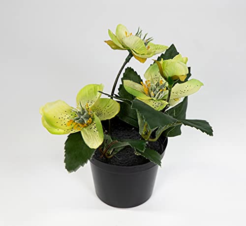 Seidenblumen Roß Mini Christrose 15cm grün im Topf DP Kunstblumen künstliche Helleborus Blumen Pflanzen Kunstpflanzen von Seidenblumen Roß