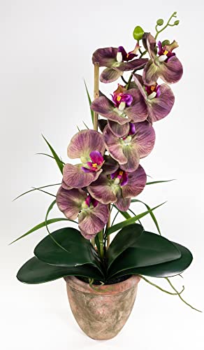 Seidenblumen Roß Orchidee 60cm im Terracottatopf GA künstliche Phalaenopsis Blumen Kunstblumen (Lila-Grün) von Seidenblumen Roß