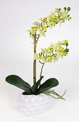 Seidenblumen Roß Orchidee Real Touch 38x22cm in weißer Keramikvase GA Kunstblumen künstliche Blumen (grün) von Seidenblumen Roß