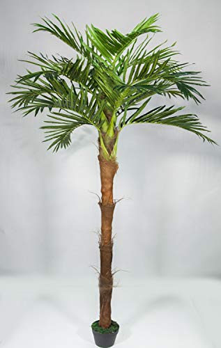 Seidenblumen Roß Phönixpalme mit Kokosstamm 220cm ZJ künstliche Palmen Kunstpalmen Kunstpflanzen Dekopalme von Seidenblumen Roß