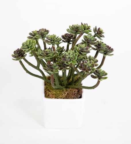 Sukkulente Sempervivum - Hauswurz im weißen Keramiktopf 16cm FI Kunstpflanzen künstliche Pflanzen von Seidenblumen Roß