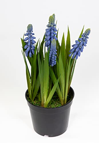 Traubenhyazinthe/Hyazinte 22cm im Topf JA Kunstblumen Blumen Pflanzen künstliche Muscari (Blau-Lila) von Seidenblumen Roß