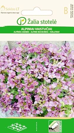 Seklos LT | KAUKASISCHE GÄNSEKRESSE | Mehrjährige Zierpflanze | Frühe Blütezeit | Pflanze samen | 1 Pack von Seklos LT