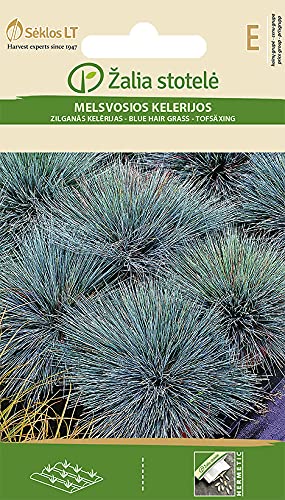 Seklos LT | SCHILLERGRAS | Mehrjährig Pflanze | Blumensamen | Gut in Kombination mit farbenfrohen Blumen, eignet für Randbepflanzung | Pflanzensamen | 1 Pack von Seklos LT