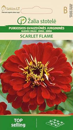 Seklos LT | ZINNIEN SCARLET FLAME | Blumenssamen | Schnell Wachsende Zierpflanzen | Einjährige Pflanze | Pflanze samen | Für Blumenbeet | 1 Pack von Seklos LT