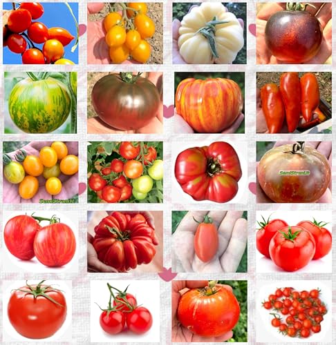 200 Tomatensamen in 20 Sorten gut und ernährend + Guide: PRINCIPE BORGHESE ROT UND GELB, WHITE BEAUTY, SCHWARZ CRIMEA, RAINBOW, GREEN ZEBRA, INDIGO ROSE, GALAPAGOS, GIANTE, DATTERINO, MONEYMAKER etc 200 Tomatensamen in 20 Sorten gut und ernährend + Guide: PRINCIPE BORGHESE ROT UND GELB, WHITE BEAUTY, SCHWARZ CRIMEA, RAINBOW, GREEN ZEBRA, INDIGO ROSE, GALAPAGOS, GIANTE, DATTERINO, MONEYMAKER etc von Semi Strani