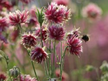 Halbakelei 'Plena Nora Barlow', Semiaquilegia x cultorum 'Plena Nora Barlow', Topfware von Semiaquilegia x cultorum 'Plena Nora Barlow'