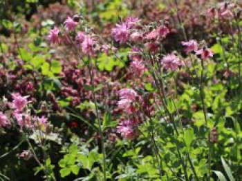 Spornlose Halbakelei 'Plena Rose Barlow', Semiaquilegia x cultorum 'Plena Rose Barlow', Topfware von Semiaquilegia x cultorum 'Plena Rose Barlow'