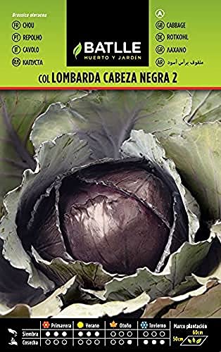 Batlle Kohlsamen Rotkohl Schwarzkopf 2 von Semillas Batlle