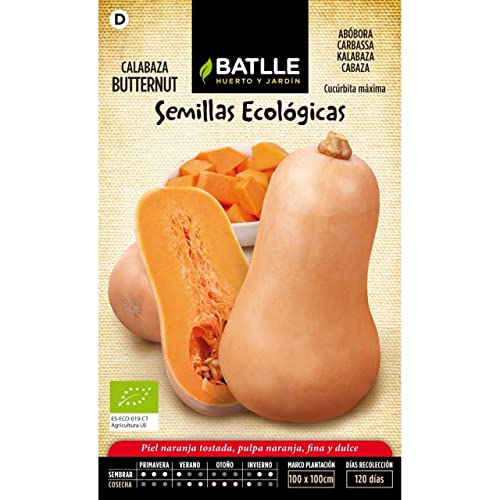 Bio Samen - Kürbis Butternut (8-20 Samen - Bio) von Semillas Batlle