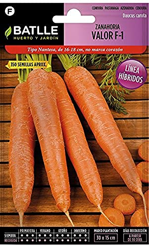 Samen Batlle – Karotte Karotte Valor F-1 von Semillas Batlle